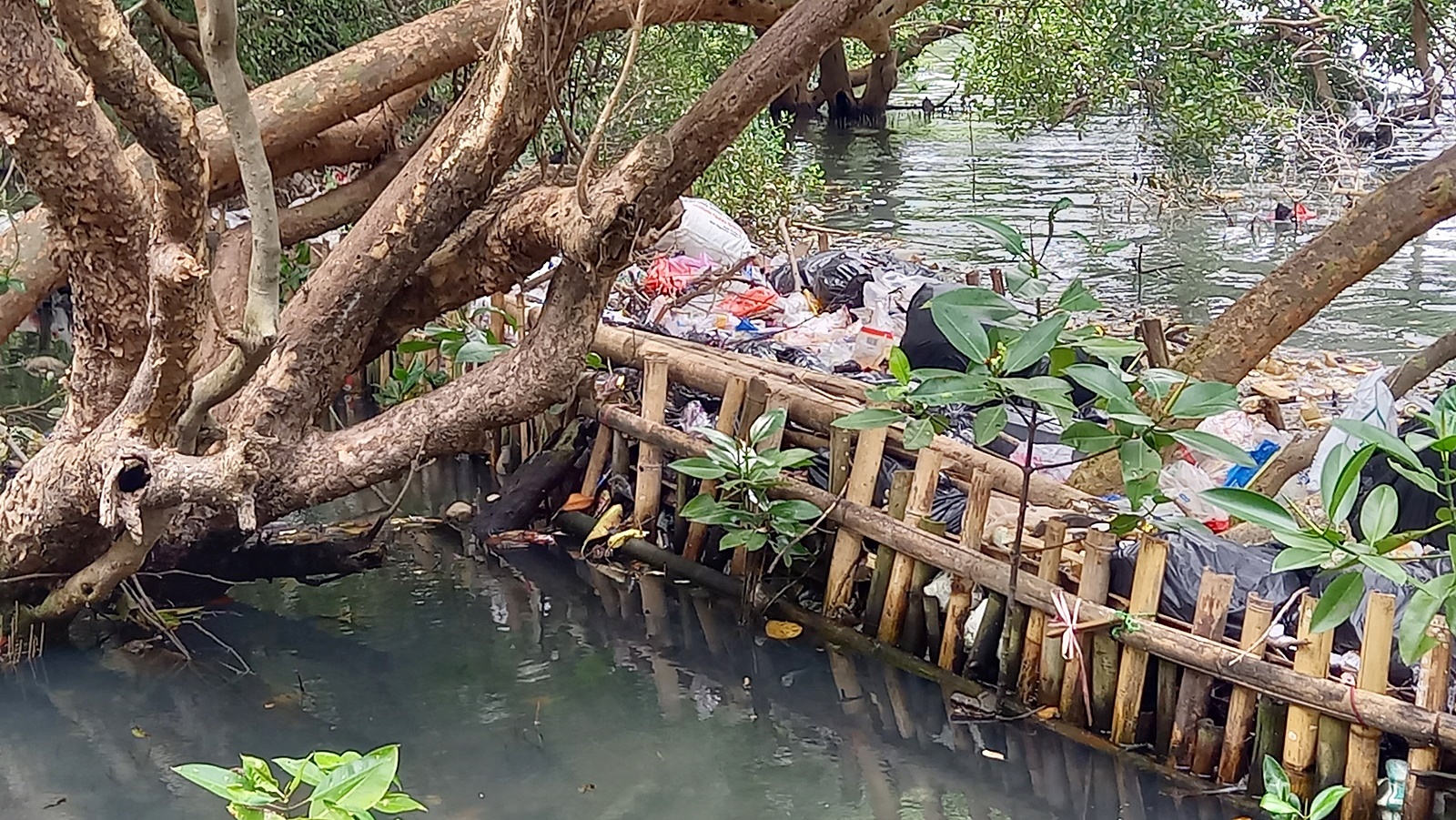 Bamboo fence to prevent marine plastic from entering mangrove