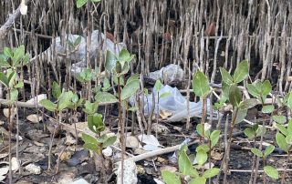 Plastic pollution in Bang Pu mangrove forest in Thailand.