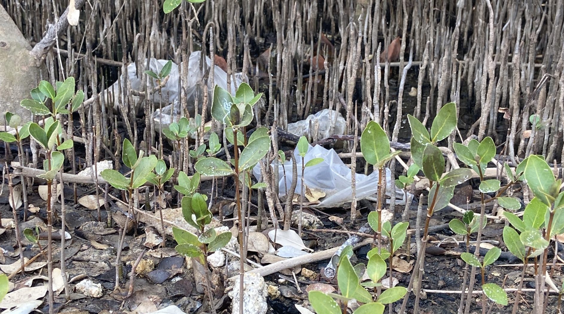 Plastic pollution in Bang Pu mangrove forest in Thailand.